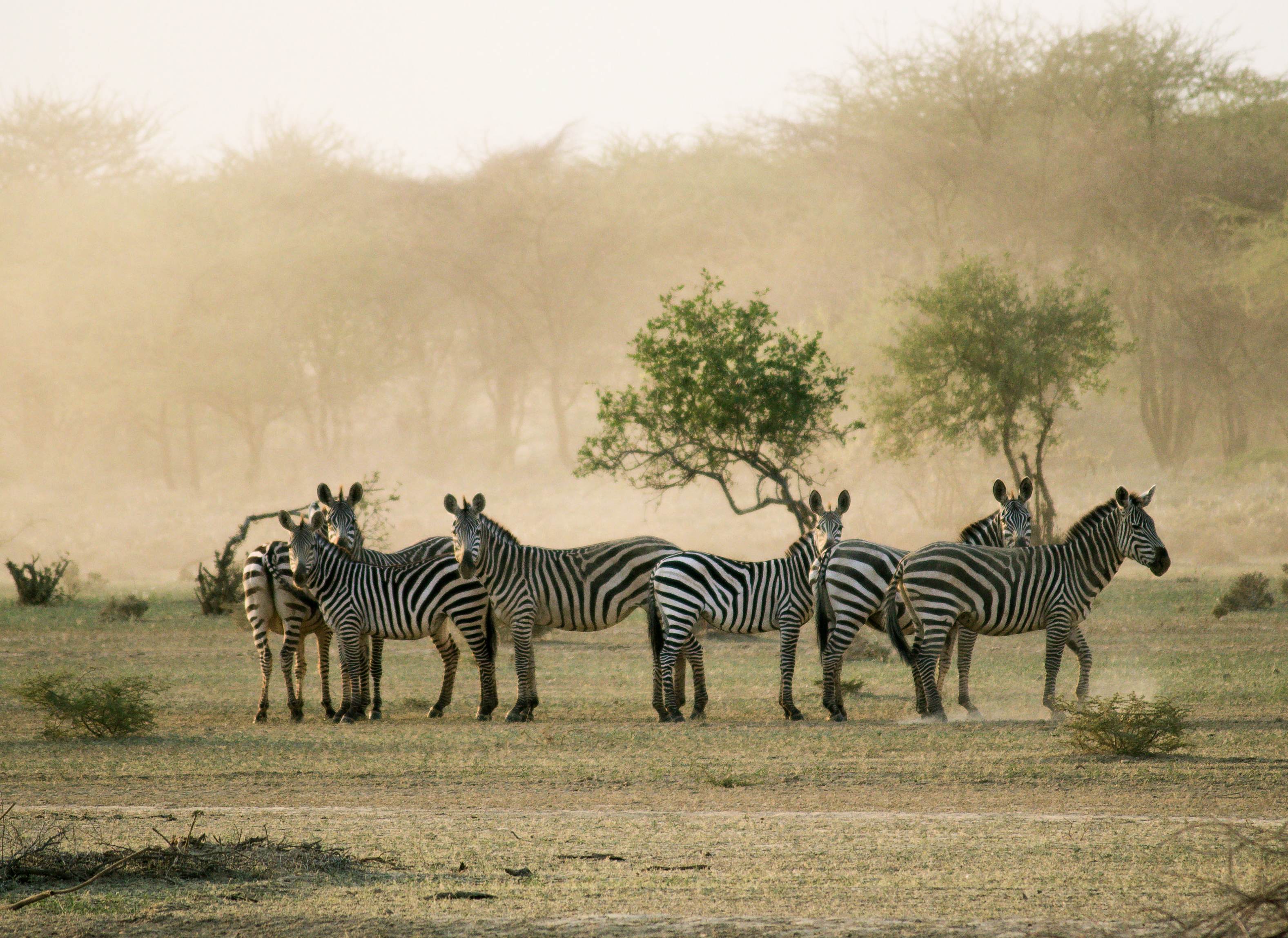 kenya wildlife- zebra