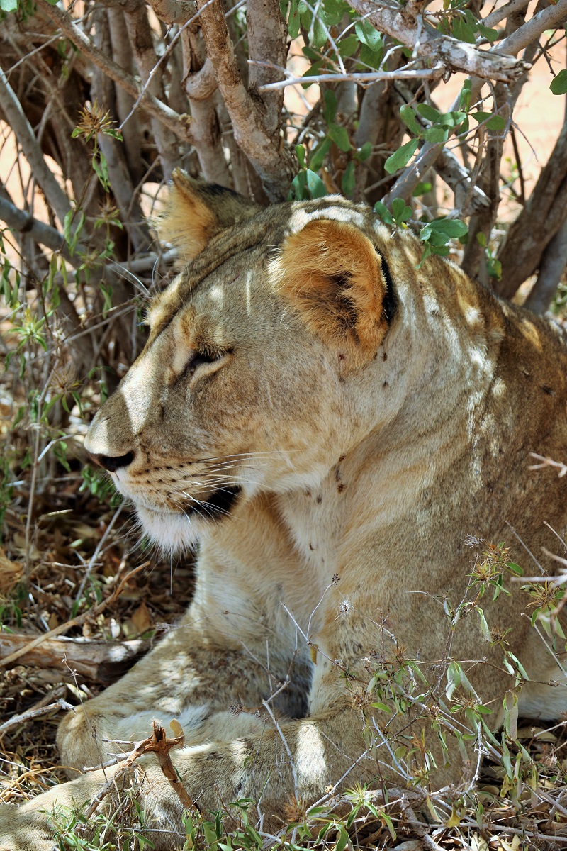 lions in tsavo